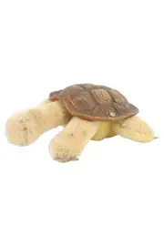 Vorschaubild 1 von Baby Kuscheltier Schildkröte Plüschtier Beige 16cm
