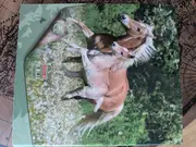 Vorschaubild 1 von Aktenmappe Kinder Grün Groß Papier 32x28 cm