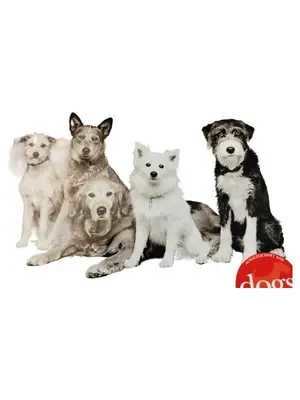 DOGS MAGAZIN Zeitschrift