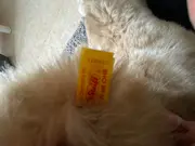 Vorschaubild 2 von Kuscheltier Hund Beige Klassisch 28cm Plüschtier Stofftier