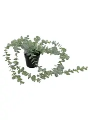 Vorschaubild 1 von FEJKA Künstliche Pflanze Eukalyptus Hängepflanze im Topf Grün