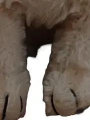 Vorschaubild 3 von Hund Kuscheltier Plüschtier Beige Charmant 20cm Welpe