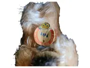 Vorschaubild 3 von Vintage Hund Kuscheltier Pekinese Plüsch Tierfigur Beige 8cm