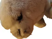 Vorschaubild 2 von Robbe Plüschtier Kuscheltier Beige 15cm Stofftier Seehund