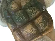 Vorschaubild 2 von Schildkröte Kuscheltier Plüschtier Klassisch Mehrfarbig 14cm