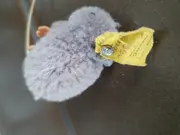 Vorschaubild 4 von Maus Schmusetuch Plüschtier Grau Kinder