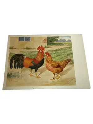 G. WITZMANN Sammelkarte