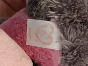 Vorschaubild 4 von Beanie Boos Waschbär Kuscheltier Wildtier Mehrfarbig 22cm