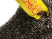 Vorschaubild 4 von Wulle Schaf Plüschtier Baby Kuscheltier Grau Stofftier