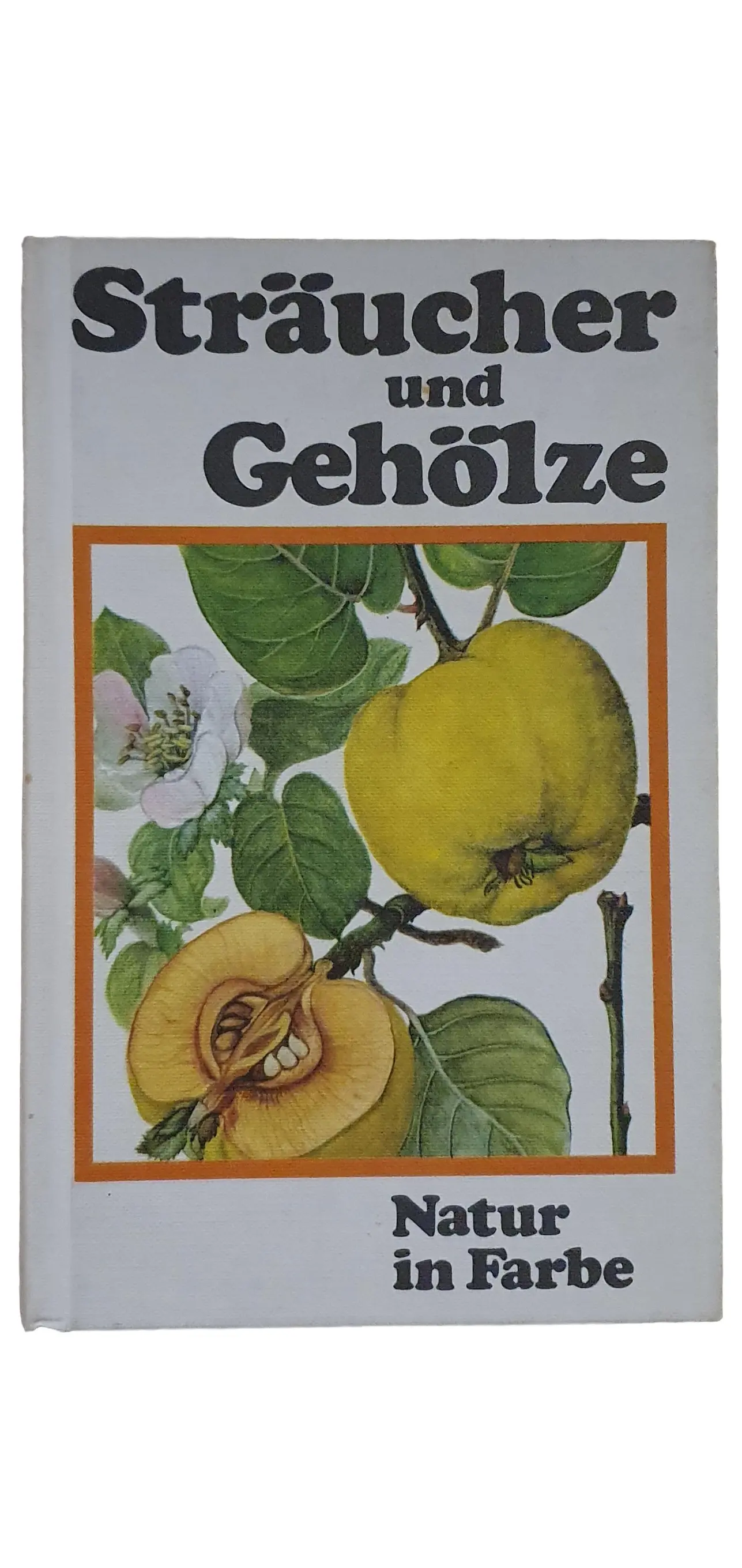 Sträucher Gehölze Bestimmung Biologie Fachbuch farbige Abbildungen Taschenbuch