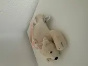 Vorschaubild 3 von Baby Kuscheltier Bär Uni Beige Plüschtier Stofftier
