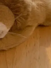 Vorschaubild 4 von Löwe liegend Kuscheltier Plüschtier beige Klassisch ab 36 Monate