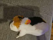 Vorschaubild 4 von Swinny Meerschweinchen Plüschtier mit Knopf im Ohr mehrfarbig