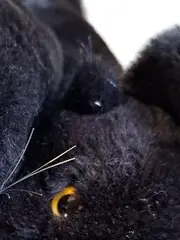 Vorschaubild 2 von Plüschtier Panther schwarz liegend 5370/28 Kuscheltier