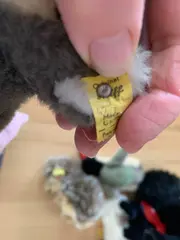 Vorschaubild 4 von Koala Stofftier Plüschtier mit Knopf im Ohr grau weiß 13cm