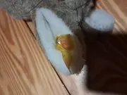 Vorschaubild 3 von Baby Kuscheltier Hase Stofftier Grau 17cm Plüschtier