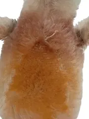 Vorschaubild 6 von Ente Baby Kuscheltier Mehrfarbig 15cm Uni Gebraucht
