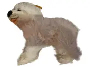 Vorschaubild 1 von Plüschtier Hund West Highland Terrier weiß 034651