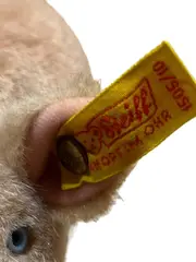 Vorschaubild 2 von Schwein Plüschtier 1505/10 Kuscheltier Beige 15 cm