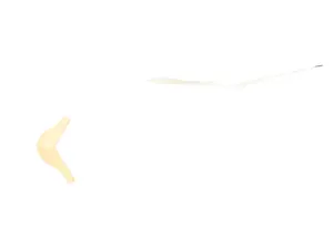 PHILIPP PLEIN Sweatshirt