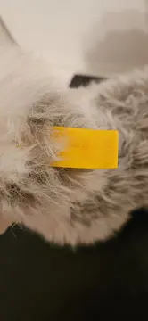 Vorschaubild 2 von Hund Kuscheltier Klassisch Grau 21 cm