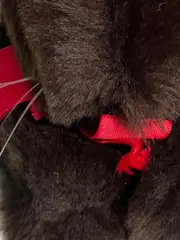 Vorschaubild 3 von Kuscheltier Hase Braun mit roter Schleife 16 cm Plüschtier