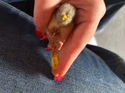 Vorschaubild 3 von Vogel Kuscheltier Mehrfarbig Klassisch 7 cm Plüschtier