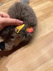 Vorschaubild 5 von Joggi Igel Kuscheltier Knopf im Ohr Klassisch Braun 14 cm