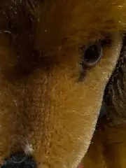 Vorschaubild 3 von Dackel Plüschtier Hund 4142/12 Braun Klassisch Kuscheltier