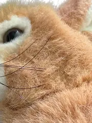 Vorschaubild 5 von Hase Kuscheltier Plüschtier Klassisch Beige 23 cm