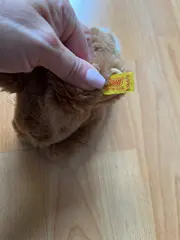 Vorschaubild STEIFF Kuscheltier 3