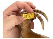 Vorschaubild 3 von Ziege Rocky Kuscheltier Plüschtier Braun 16cm