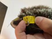 Vorschaubild 3 von Igel Plüschtier Kuscheltier Braun Naturbezogen 12cm