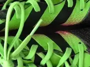 Vorschaubild 4 von Damen Fußballschuhe Gr. 42 Schwarz Grün Pink Sportlich Rasen Kunstrasen