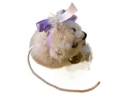 Vorschaubild 1 von Maus Anhänger Baby Kuscheltier Uni Mehrfarbig 7cm