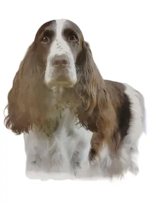 JAGDSPANIEL-KLUB E.V. Zeitschrift