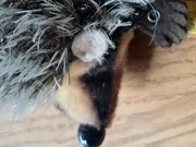 Vorschaubild 2 von Igel Kuscheltier Klassisch Mehrfarbig 6cm