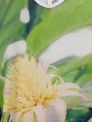 Vorschaubild 2 von Damen T-Shirt Blumenmuster Gr. 36/S Feminin Mehrfarbig