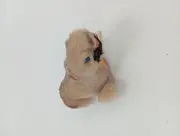Vorschaubild 2 von Walross Kuscheltier Plüschtier Braun 10 cm Klassisch