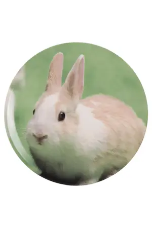 LEONARDO Sammelteller