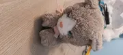 Vorschaubild 3 von Katze Kuscheltier Klassisch Braun Knopf Fahne 17cm
