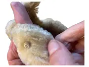 Vorschaubild 4 von Hase Kuscheltier Plüschtier Beige Nostalgisch 15 cm