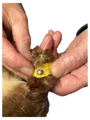 Vorschaubild 2 von Hund liegend Baby Kuscheltier Stofftier Plüschtier Braun 8cm