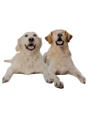 BHV-HUNDESCHULEN Zeitschrift