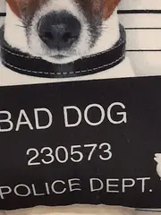 Vorschaubild 2 von Dekokissen Bad Dog Hund Mugshot 25x25 cm Polyester OEKO-TEX Kissen