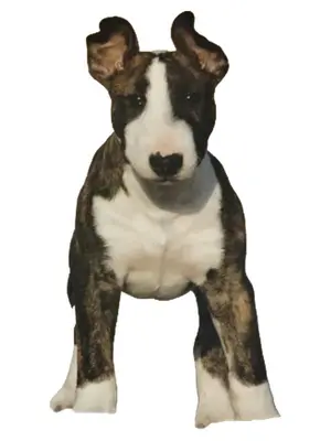 DOGTALKING Zeitschrift